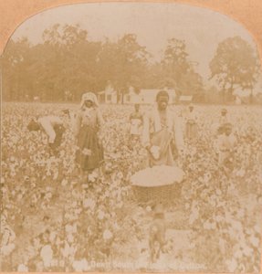 Cueillette de coton, c1900 - Unbekannt
