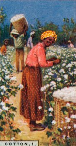 Coton, 1. - Récolte du coton graine, Antilles - Unbekannt