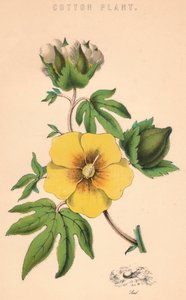Plante de coton, 19e siècle - Unbekannt