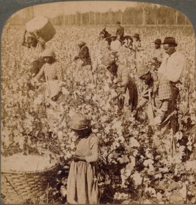 Le coton est roi - scène de plantation avec des cueilleurs au travail. Géorgie, vers 1900 - Unbekannt