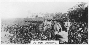 Cueillette du coton, Australie, 1928