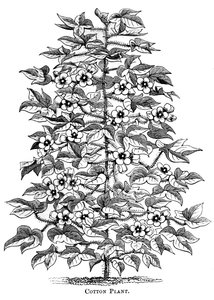 Plant de coton, c1880 - Unbekannt