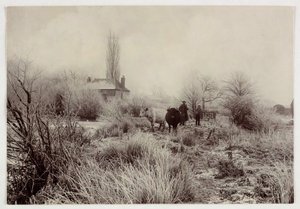 Vaches dans un champ givré - Unbekannt