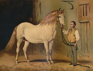 Cheval de carrosse d