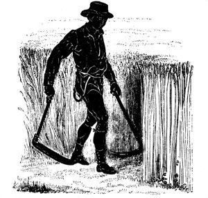 Rotation des cultures : moisson avec une faux de Hainault, 1855