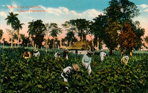 Cuba : Vega de tabac. Plantation de tabac, vers 1900 - Unbekannt