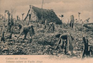 Culture du tabac à Vuelta Abajo, c1900 - Unbekannt