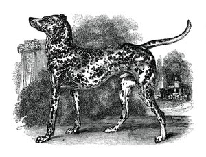 Chien dalmatien, 1848