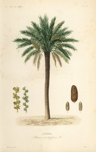Dattier, Phoenix dactylifera - Unbekannt