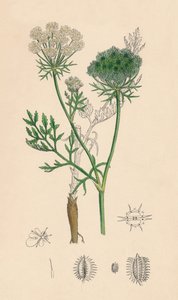 Daucus Carota. Carotte sauvage, 19e siècle