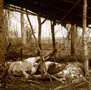 Chevaux morts, Verdun, nord de la France - Unbekannt
