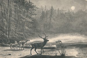 Cerfs sur le lac St. Regis, la nuit, 1883 - Unbekannt