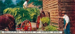 Livraison de tabac à la grange de séchage - Unbekannt