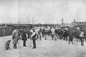 Débarquement de bétail, dépôt LNWR, York Road, Londres, vers 1903 - Unbekannt