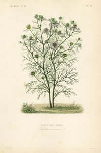 Nigelle des champs - Unbekannt