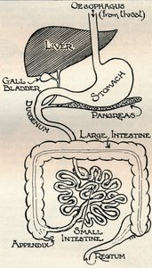 Diagramme montrant le canal alimentaire, qui traverse le corps, vers 1934 - Unbekannt