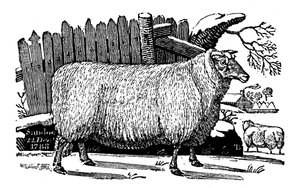 Moutons Dishley New Leicester, 1811 - Unbekannt