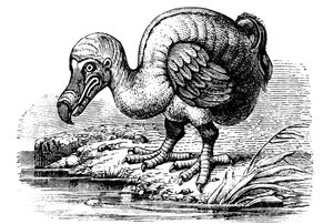 Dodo, 1884 - Unbekannt
