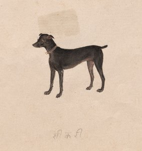 Chien, 1800s - Unbekannt