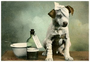 Chien en bandages - Unbekannt
