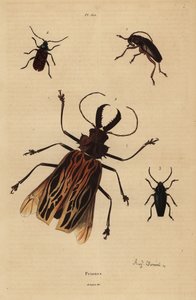 Dorysthenes paradoxus 1, Macrodontia cervicornis, vulnérable 2, Elateropsis lineatus 3 et Prionus versicolor 4 - Unbekannt