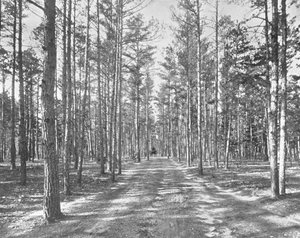 Promenade dans le parc Piney Woods, Lakewood, New Jersey, USA, vers 1900 - Unbekannt