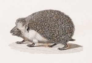 Hérisson à oreilles - Unbekannt