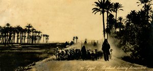 Égypte - Berger rentrant chez lui, vers 1918-1939