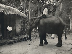Éléphant sur un chemin près de Kandy, 1926 - Unbekannt