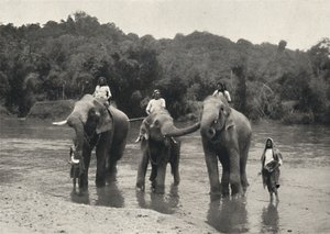 Éléphants au bain Mahaaliganga, 1926 - Unbekannt