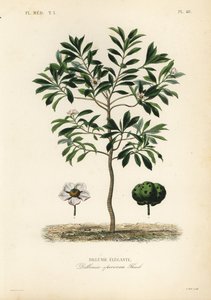 Dillenie élégante