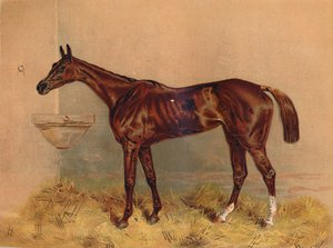 Emblème, jument de steeplechase, vers 1879 - Unbekannt