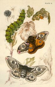 Papillons empereurs, XIXe siècle