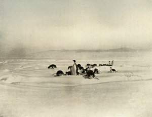 Empereurs en luge, vers 1908, 1909