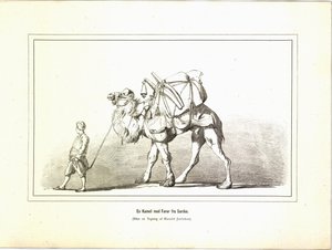 Un chameau avec guide de Sardes. Illustration tirée du livre Brogede rejsebilleder par Jerichau-Baumann, Elisabeth et publié par Forlagsbureauet (Copenhague, 1881) - Unbekannt