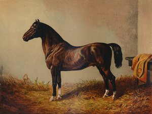 Poney entier Don Carlos, vers 1897 - Unbekannt