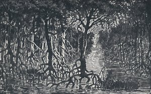 Forêt équatoriale africaine, 1924 - Unbekannt