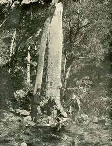 Chutes d