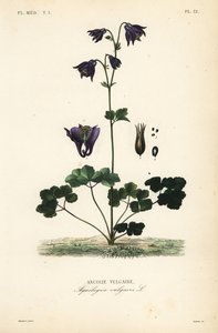 Ancolie vulgaire, Aquilegia vulgaris, Ancolie vulgaire