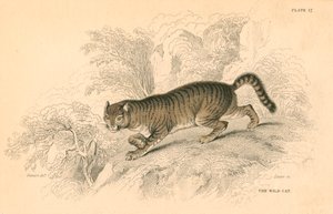 Chat sauvage européen Felis silvestris, 1828 - Unbekannt