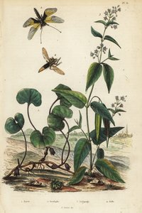Gingembre sauvage européen, Libelloides longicornis, asclépiade, et mouche-rapace frelon