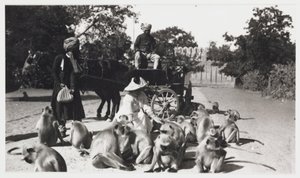 Femme européenne nourrissant une troupe de singes, Inde, vers 1910 - Unbekannt