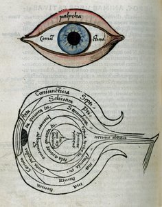 Structure des yeux