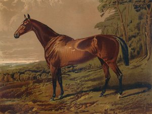 Belle Nell, vers 1879 - Unbekannt