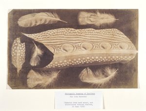 Plumes, vers 1840