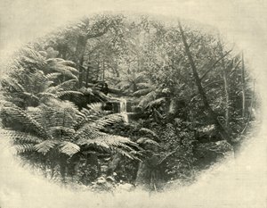 Fern Tree Gully, Tasmanie, 1901 - Unbekannt