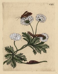 Grande camomille avec papillon, chenille et chrysalide