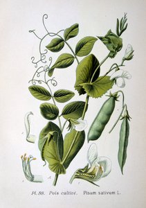 Pois de champ et de jardin, 1893 - Unbekannt