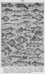 Poisson, 1907 - Unbekannt