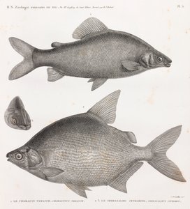 Poissons : Le Characin Nefasch & Le Serrasalme Citharine - Unbekannt